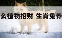 生肖兔养什么植物招财 生肖兔养什么植物招财最好