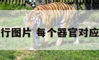 器官五行图片 每个器官对应的五行