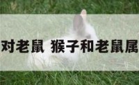 猴子生肖配对老鼠 猴子和老鼠属相合不合财