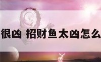 招财鱼很凶 招财鱼太凶怎么变温和