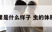 虫的身体里是什么样子 虫的体质是真的吗
