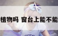 窗台上能放植物吗 窗台上能不能放花和花盆