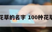 优美的花草的名字 100种花草的名字