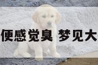 梦见有大便感觉臭 梦见大便的臭味