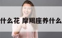 摩羯座养什么花 摩羯座养什么花运气好