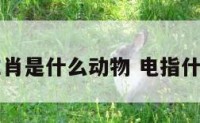 电的生肖是什么动物 电指什么动物