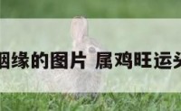 属鸡旺姻缘的图片 属鸡旺运头像图片