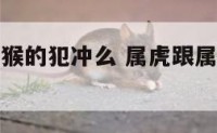 属虎的和属猴的犯冲么 属虎跟属猴的人真的相克吗