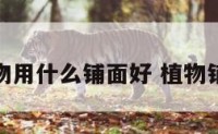 植物用什么铺面好 植物铺装