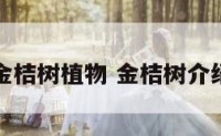 金桔树植物 金桔树介绍