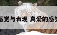 真爱的感觉与表现 真爱的感觉是什么