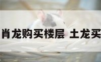 属土生肖龙购买楼层 土龙买几楼房