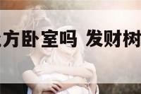 发财树适合北方卧室吗 发财树适合北方室内养殖吗