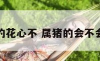 属猪的花心不 属猪的会不会花心