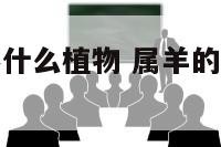 男属羊适合养什么植物 属羊的男人养什么花好