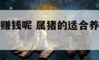 属猪养什么赚钱呢 属猪的适合养什么样的植物做生意