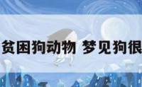 梦见贫困狗动物 梦见狗很虚弱