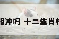 十二生肖有相冲吗 十二生肖相冲是真的吗