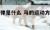马的运动规律是什么 马的运动方式是奔跑还是爬行