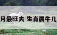属牛几月最旺夫 生肖属牛几月最好
