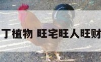 居家旺财旺丁植物 旺宅旺人旺财的室内植物