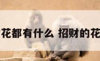 招财花都有什么 招财的花图片