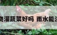 用雨水浇灌蔬菜好吗 雨水能浇菜地吗