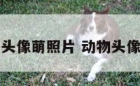 动物头像萌照片 动物头像超萌