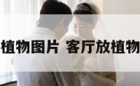 客厅放植物图片 客厅放植物好不好
