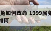 1999属兔如何改命 1999属兔的命运和生命如何