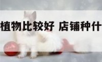 店铺种什么植物比较好 店铺种什么植物比较好呢