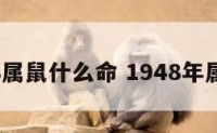 1948属鼠什么命 1948年属鼠吗
