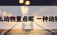 白代表什么动物重点呢 一种动物叫白什么