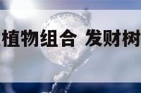 发财树和什么植物组合 发财树可以和什么植物一起种