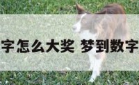 睡梦见数字怎么大奖 梦到数字打什么奖