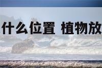 植物放办公桌什么位置 植物放办公桌什么位置好