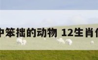 十二生肖中笨拙的动物 12生肖什么动物笨