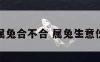 做生意属兔合不合 属兔生意伙伴属相