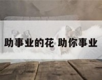 助事业的花 助你事业