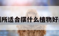 包含厕所适合摆什么植物好的词条