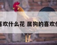 属狗的喜欢什么花 属狗的喜欢什么花草