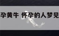 孕妇梦见怀孕黄牛 怀孕的人梦见黄牛是什么预兆
