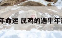 属鸡逢牛年命运 属鸡的遇牛年运气好吗?