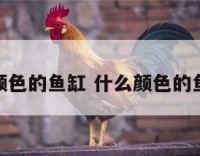 什么颜色的鱼缸 什么颜色的鱼缸好