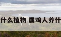 属鸡的人养什么植物 属鸡人养什么植物招财