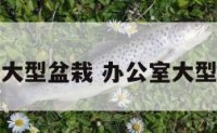 办公室常用大型盆栽 办公室大型盆栽有哪些