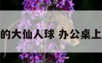 办公室的大仙人球 办公桌上仙人球