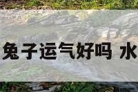 水瓶座的兔子运气好吗 水瓶座肖兔