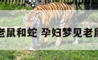 孕妇梦见老鼠和蛇 孕妇梦见老鼠和蛇打架