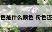 粉色黄色是什么颜色 粉色还是黄色
